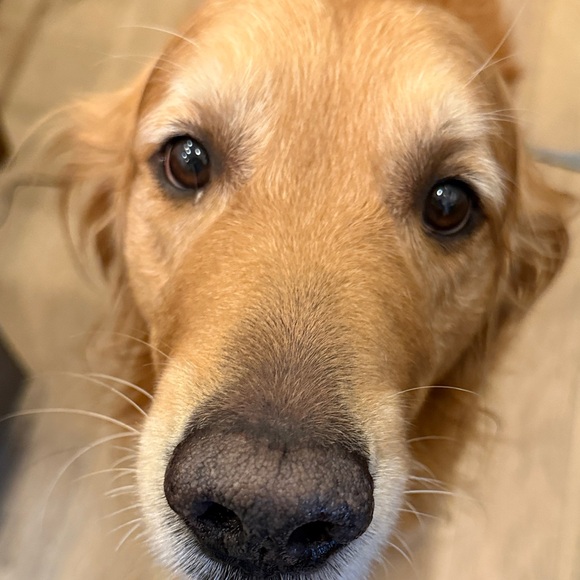 Swedish Hasbeens Tan Leather Mules - Picture 14 of 14